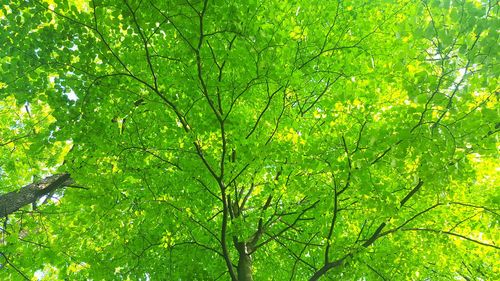 Low angle view of trees