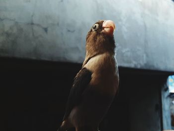 Close-up of bird perching on wall