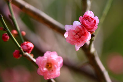 Close-up of pink rose