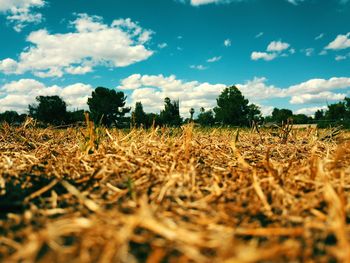 Crops growing on field against sky