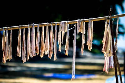 Close-up of fish drying on stick