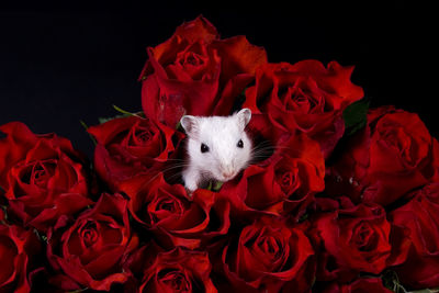 Close-up portrait of gerbil amidst red roses