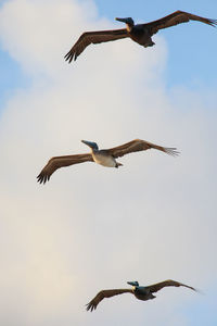 Low angle view of seagull flying