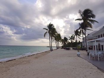 Palm trees on beach against sky