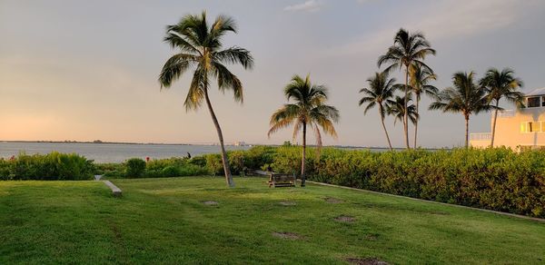 Palm trees by sea against sky during sunset