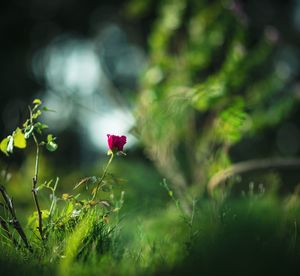 Close-up of pink flowering plant on field