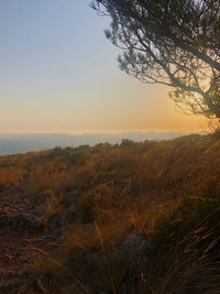 Scenic view of field against sky during sunset