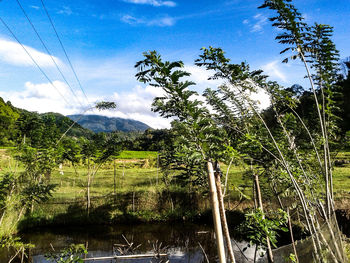 Scenic view of forest against sky