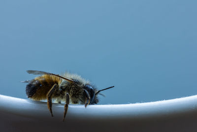 Close-up of insect