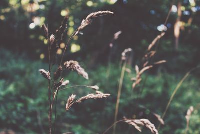 Close-up of plant against blurred background