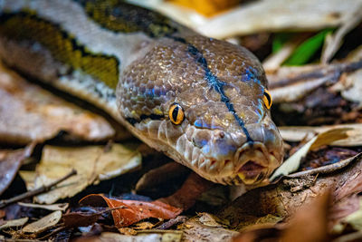 Close-up of snake