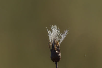 Close-up of dandelion against blue background