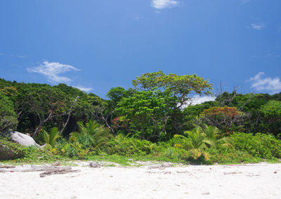 Trees and plants on land against blue sky