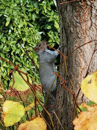 Squirrel on tree trunk