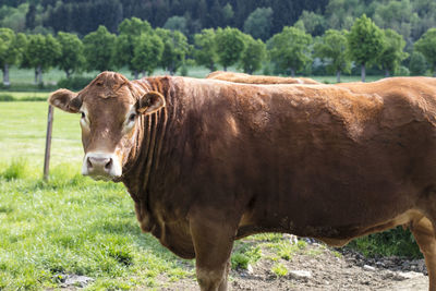 Cow standing in a field