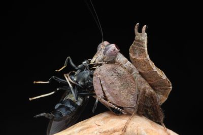 Close-up of grasshopper on dry leaf against black background