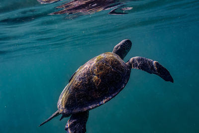 Close-up of turtle swimming in turquoise sea