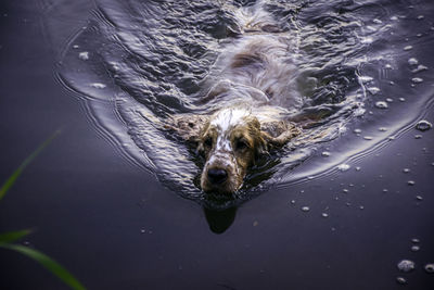 Stunning picture of dog swimming in the water.