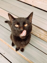 Portrait of black cat on boardwalk