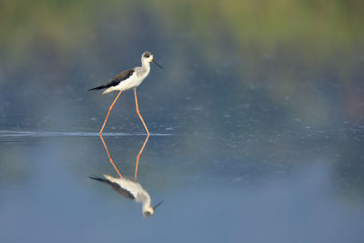 A black-winged stilt