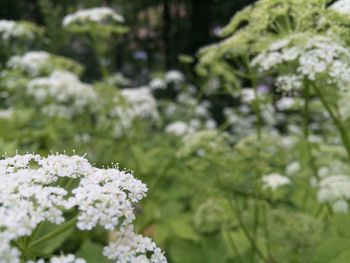 Close-up of white flowers blooming outdoors