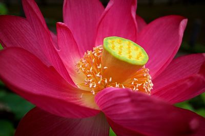 Close-up of pink lotus blooming outdoors