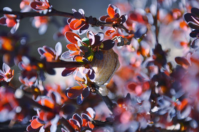 Close-up of orange flowering plant