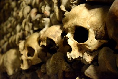 Close-up of animal skull
