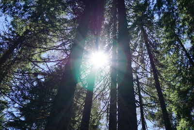 Low angle view of trees in forest