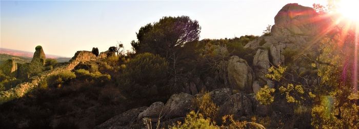 Plants and trees against sky during sunset