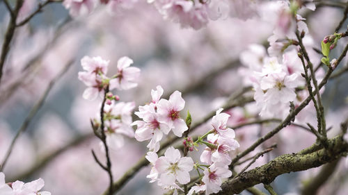 Close-up of pink cherry blossom tree