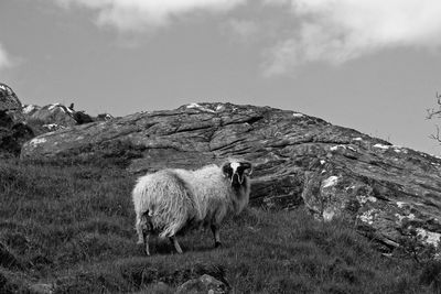 Sheep in a field