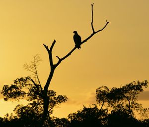 Silhouette of trees at sunset