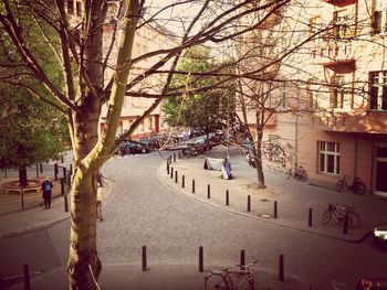 Bare trees in a city