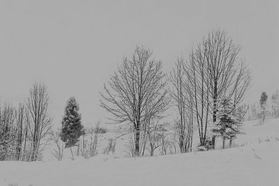 Bare trees on snow landscape against clear sky