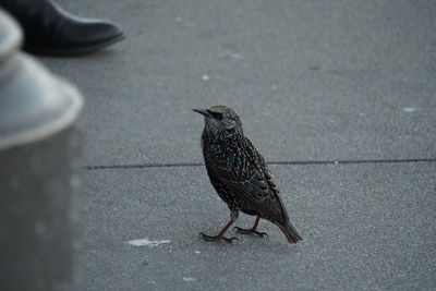 Bird perching on footpath