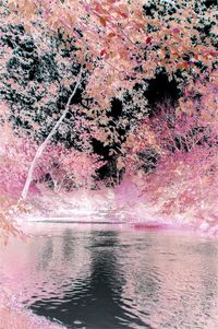 Full frame shot of tree by lake in forest