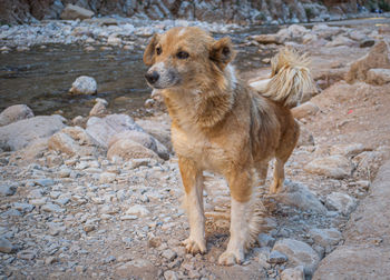 Dog standing on rock