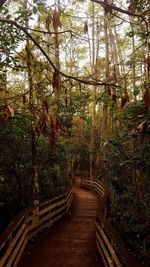 View of footbridge in forest