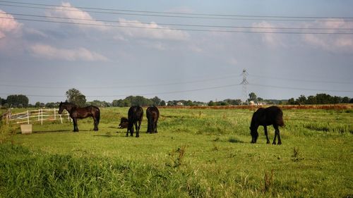 Horses grazing in a field
