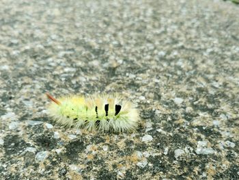 Close-up of insect