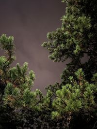 Low angle view of tree against sky