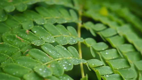 Full frame shot of raindrops on leaves