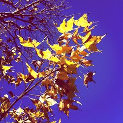 Low angle view of tree against blue sky
