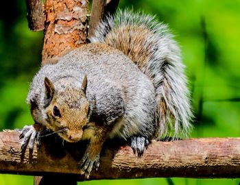 Close-up of a squirrel