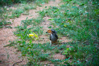 Bird perching on a field