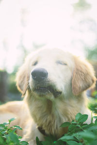 Close-up of a dog