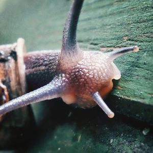 Close-up of snail in water