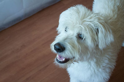 Close-up of west highland white terrier at home