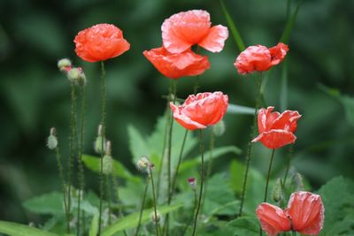 Close-up of red poppy flowers